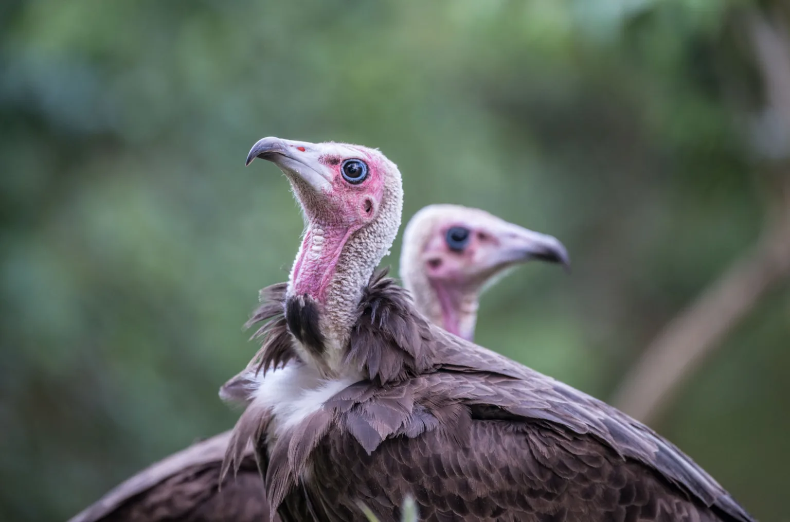 Hooded Vultures